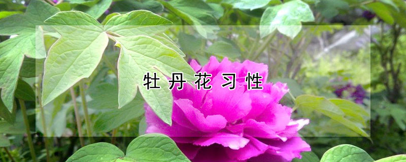 牡丹花習性