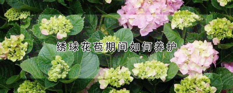 繡球花苞期間如何養(yǎng)護(hù)