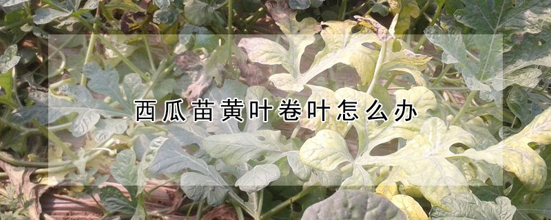 西瓜苗黃葉卷葉怎么辦