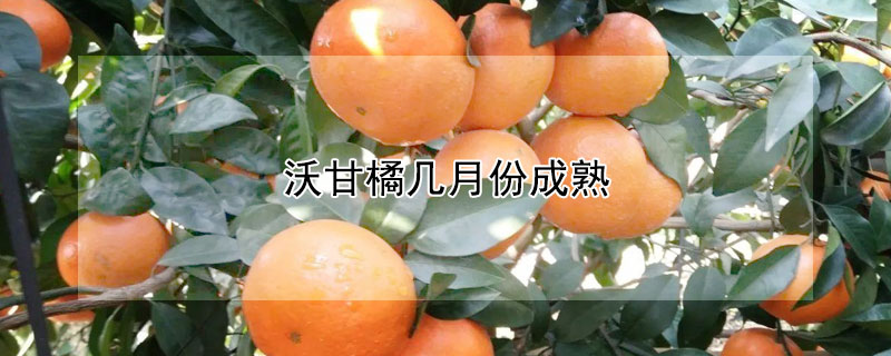 沃甘橘幾月份成熟