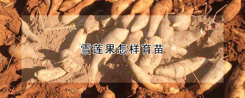 雪蓮果怎樣育苗