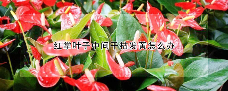 紅掌葉子中間干枯發(fā)黃怎么辦