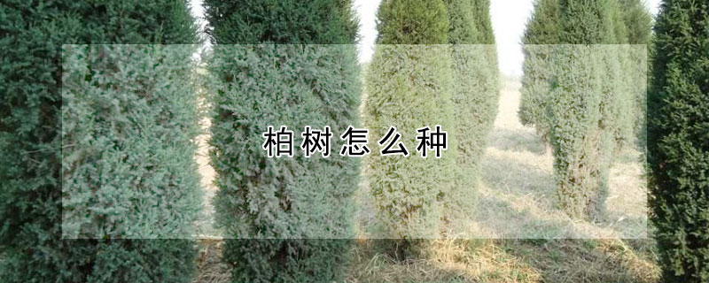 柏樹(shù)怎么種