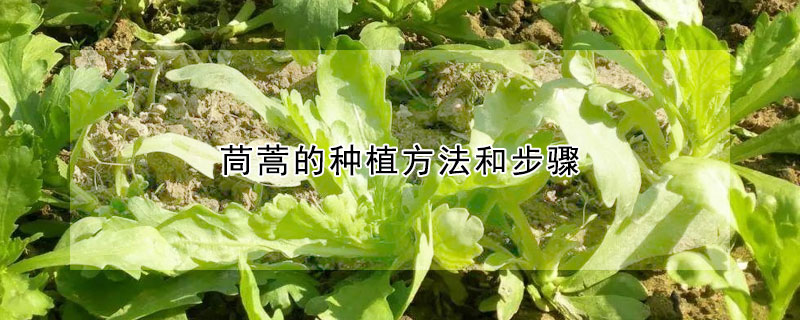 茼蒿的種植方法和步驟