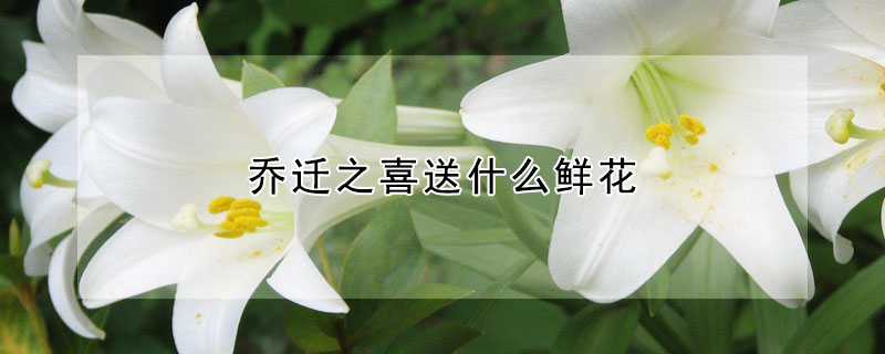 喬遷之喜送什么鮮花