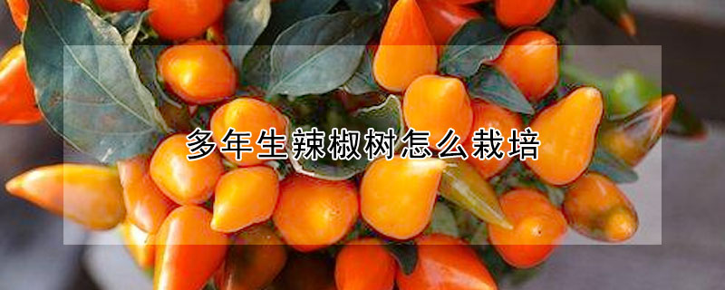 多年生辣椒樹怎么栽培