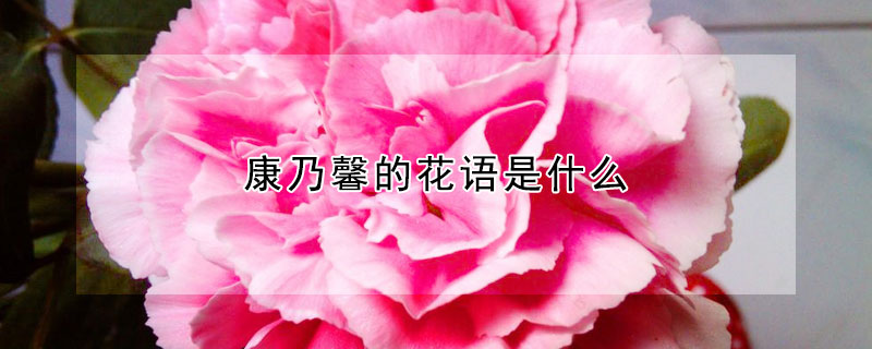 康乃馨的花語是什么