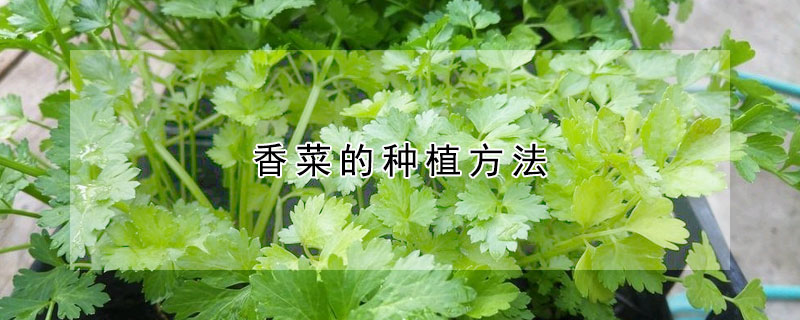 香菜的種植方法