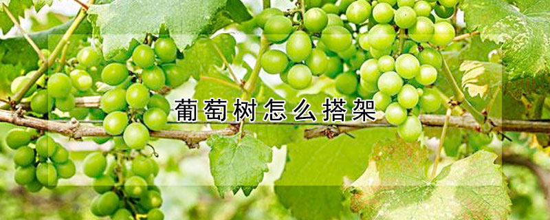 葡萄樹怎么搭架