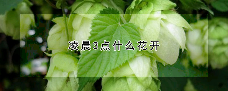 凌晨3點什么花開