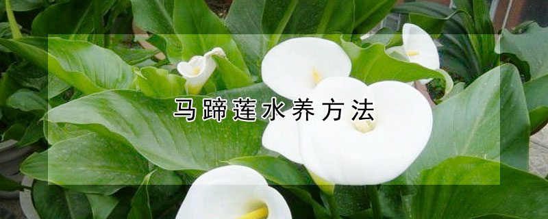 馬蹄蓮水養(yǎng)方法