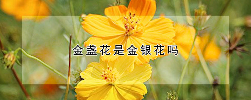 金盞花是金銀花嗎