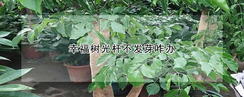 幸福樹光桿不發芽咋辦