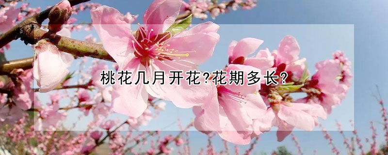 桃花幾月開花?花期多長(zhǎng)?