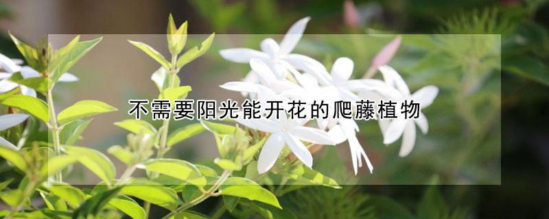 不需要陽(yáng)光能開(kāi)花的爬藤植物