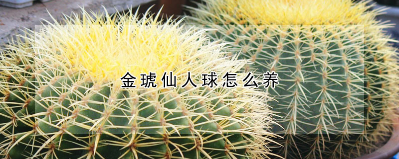 金琥仙人球怎么養(yǎng)