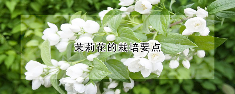 茉莉花的栽培要點(diǎn)