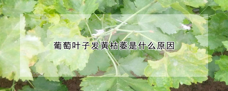 葡萄葉子發(fā)黃枯萎是什么原因