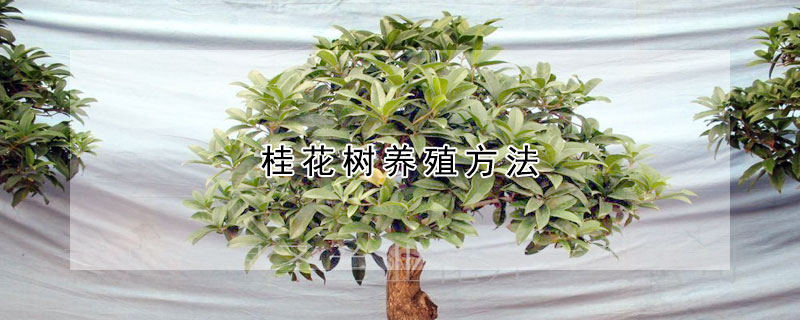 桂花樹(shù)養(yǎng)殖方法