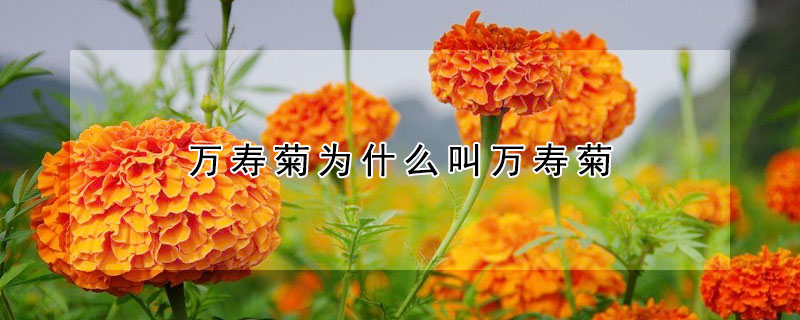 萬壽菊為什么叫萬壽菊