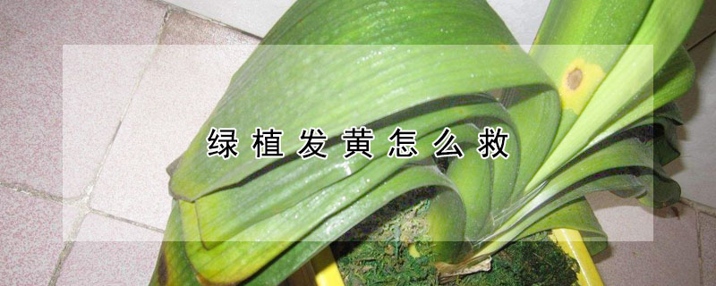 綠植發(fā)黃怎么救