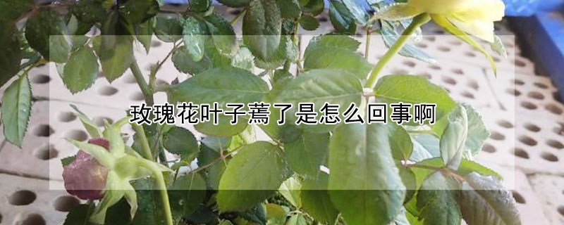 玫瑰花葉子蔫了是怎么回事啊