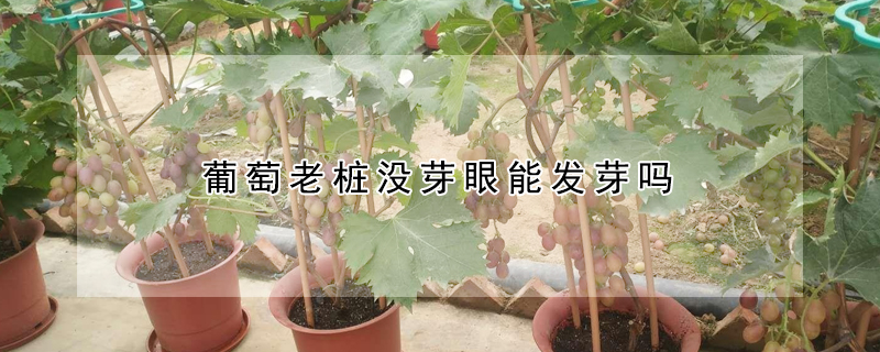 葡萄老樁沒芽眼能發芽嗎