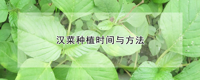 漢菜種植時間與方法