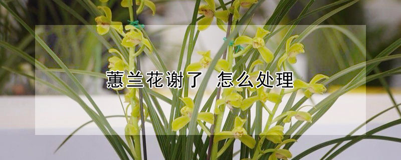 蕙蘭花謝了 怎么處理