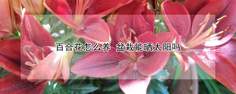 百合花怎么養 盆栽能曬太陽嗎