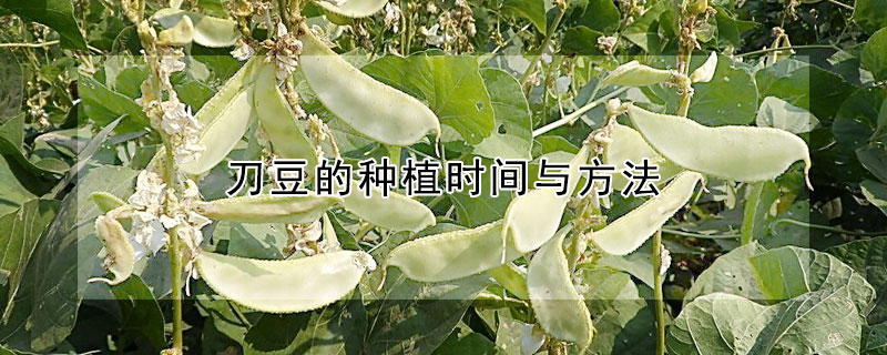 刀豆的種植時(shí)間與方法