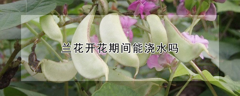 蘭花開花期間能澆水嗎