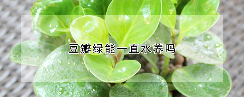 豆瓣綠能一直水養嗎