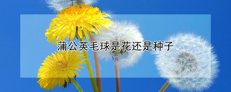 蒲公英毛球是花還是種子