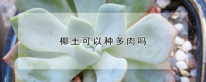 椰土可以種多肉嗎