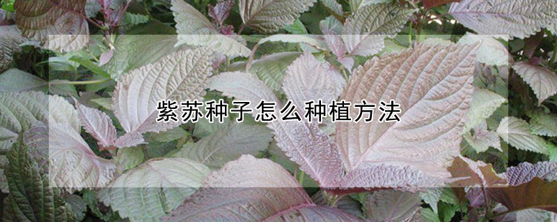 紫蘇種子怎么種植方法