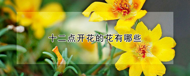 十二點(diǎn)開花的花有哪些