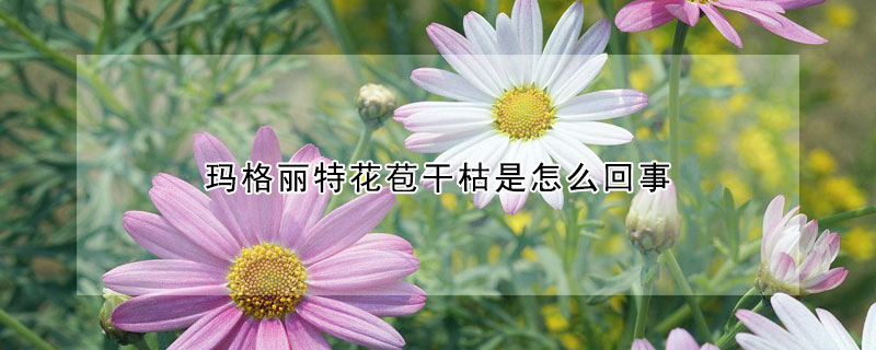 瑪格麗特花苞干枯是怎么回事