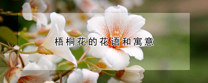 梧桐花的花語和寓意