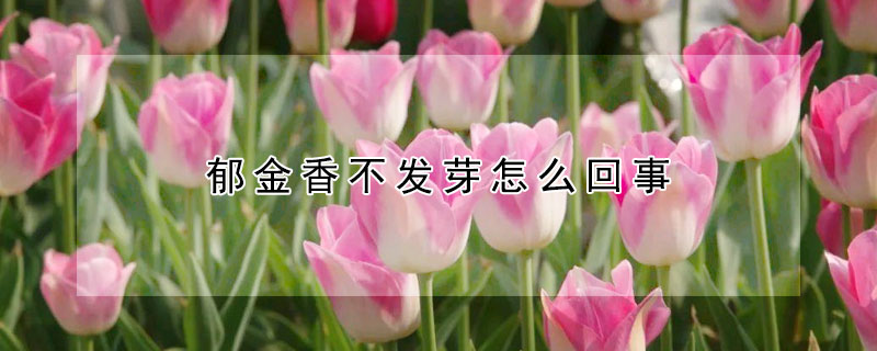 郁金香不發(fā)芽怎么回事