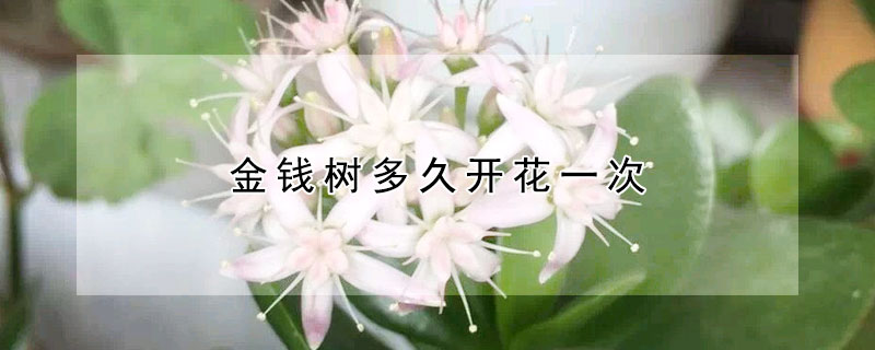 金錢樹多久開花一次