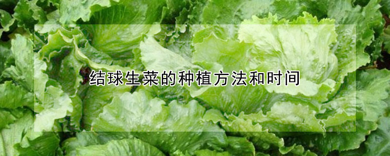 結(jié)球生菜的種植方法和時(shí)間