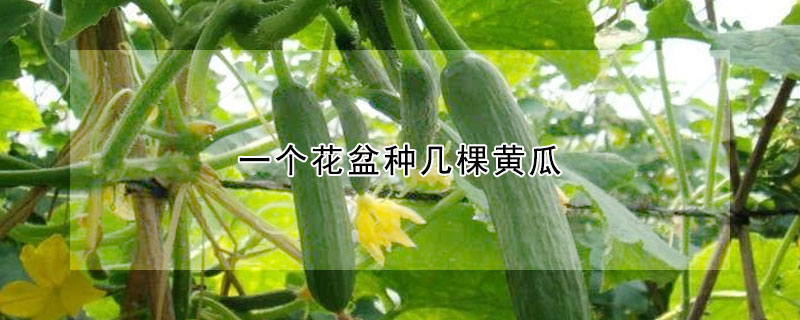 一個(gè)花盆種幾棵黃瓜