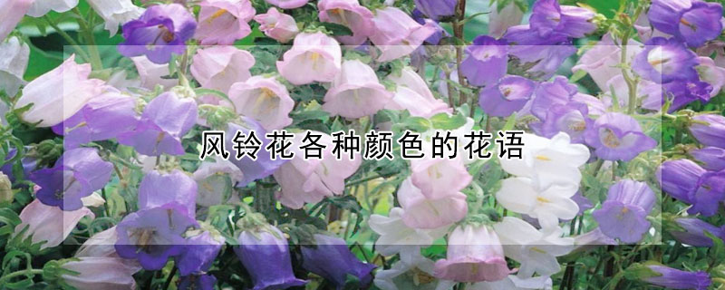 風(fēng)鈴花各種顏色的花語