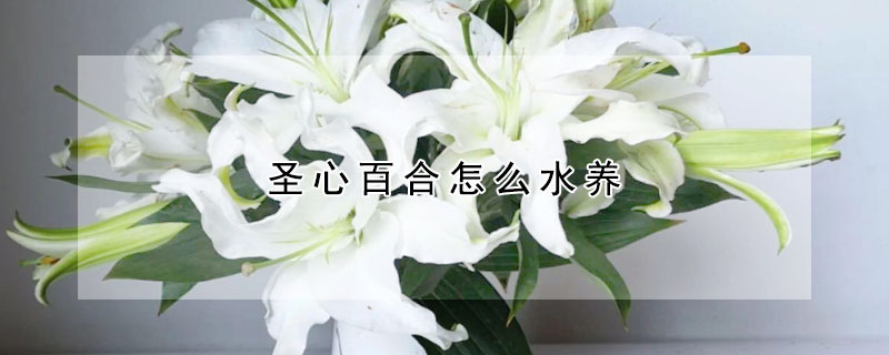 圣心百合怎么水養(yǎng)