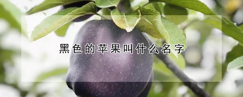 黑色的蘋果叫什么名字