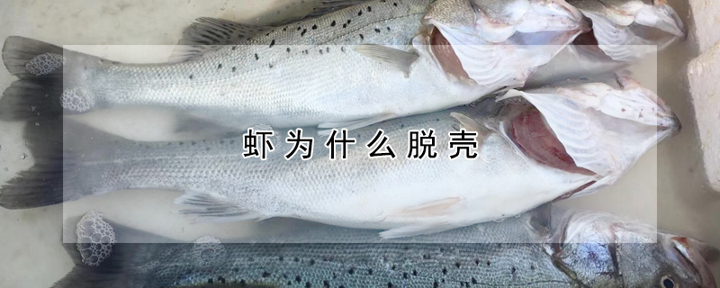 鱸魚是淡水魚還是海魚？