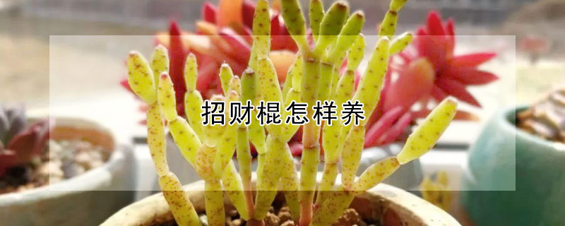 招財棍怎樣養(yǎng)