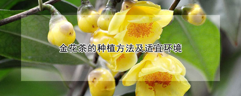 金花茶的種植方法及適宜環(huán)境