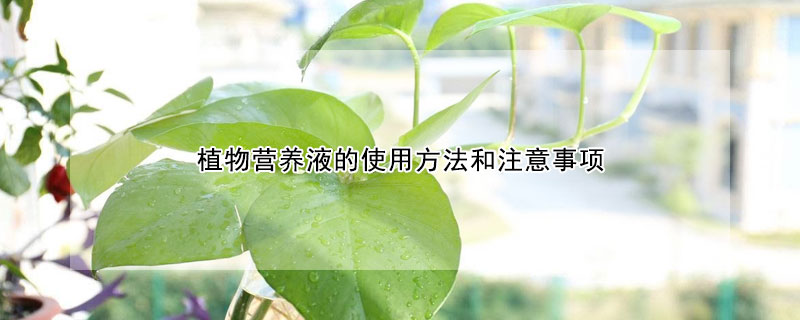 植物營(yíng)養(yǎng)液的使用方法和注意事項(xiàng)